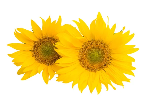 Sunflower Flower Isolated White Background — Stock Photo, Image