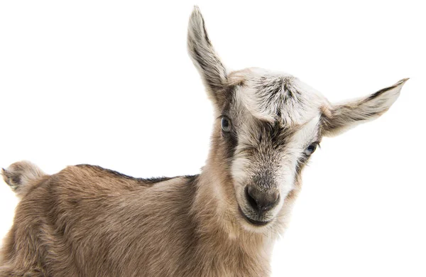 Baby Geit Hoofd Een Witte Achtergrond — Stockfoto