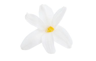 Beyaz arkaplanda izole edilmiş sümbül çiçeği