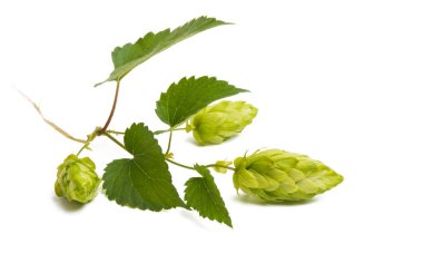 sekme konileri beyaz arkaplanda izole