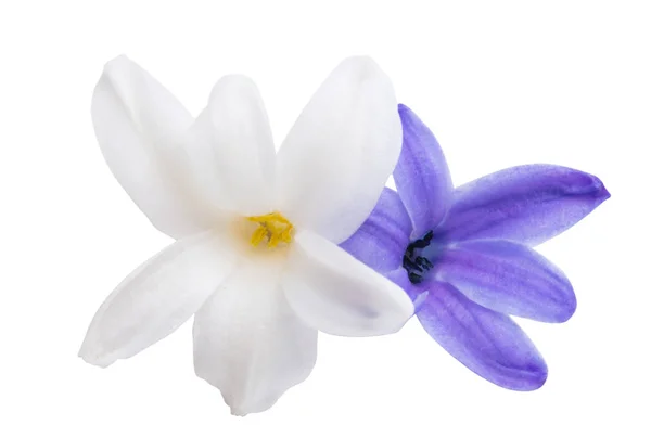 Гиацинтовый Цветок Изолирован Белом Фоне — стоковое фото