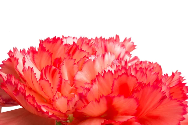 在白色背景上隔离的红康乃馨 — 图库照片
