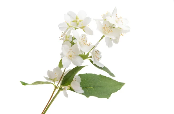 Ramo Com Flores Jasmim Isolado Fundo Branco — Fotografia de Stock