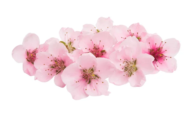 Sakura Blumen Isoliert Auf Weißem Hintergrund — Stockfoto