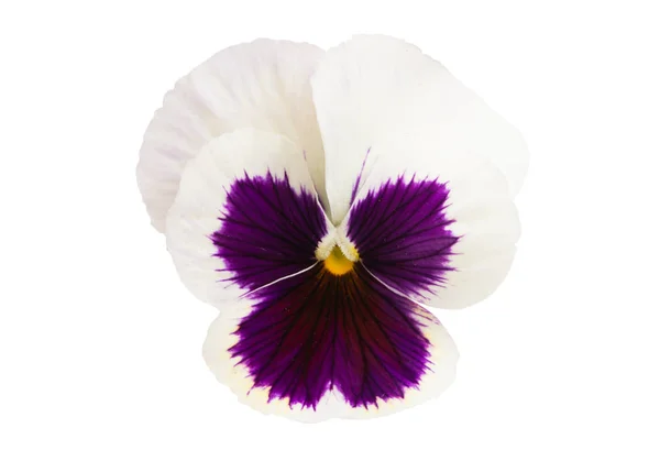 Pansies Isolado Fundo Branco — Fotografia de Stock