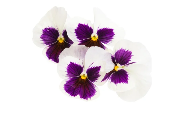 Pansies Geïsoleerd Witte Achtergrond — Stockfoto