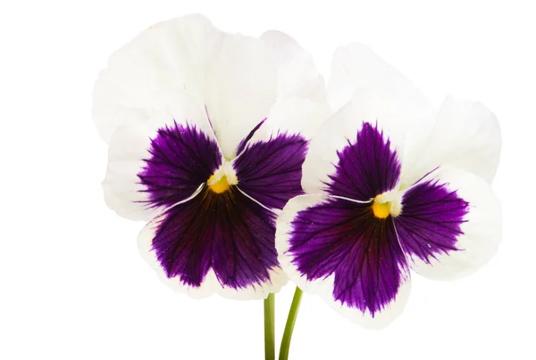 Pansies Isolado Fundo Branco — Fotografia de Stock