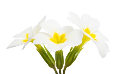 Çuha çiçeği beyaz arkaplanda izole edilmiş