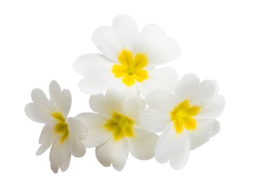 Çuha çiçeği beyaz arkaplanda izole edilmiş