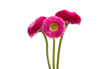 Beyaz arka plan üzerinde izole kırmızı papatya