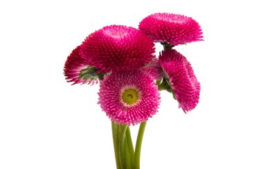 Beyaz arka plan üzerinde izole kırmızı papatya