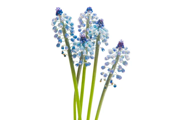 Muscari Isolado Sobre Fundo Branco — Fotografia de Stock