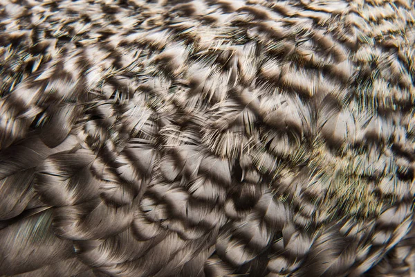 Background Beautiful Bird Feathers — Stock Photo, Image