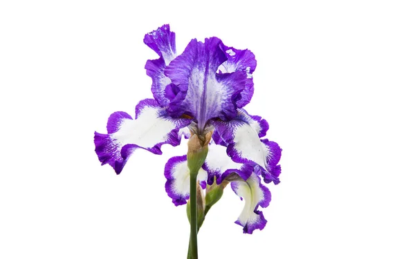 Vacker Blomma Iris Isolerad Vit Bakgrund — Stockfoto