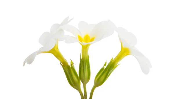 Fiore Primula Isolato Sfondo Bianco — Foto Stock