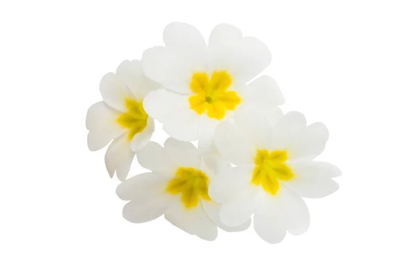 Primrose Flower Isolated White Background — Stock Photo, Image