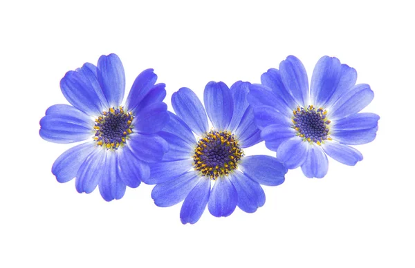 Blue Cineraria Isolated White Background — Stock Photo, Image