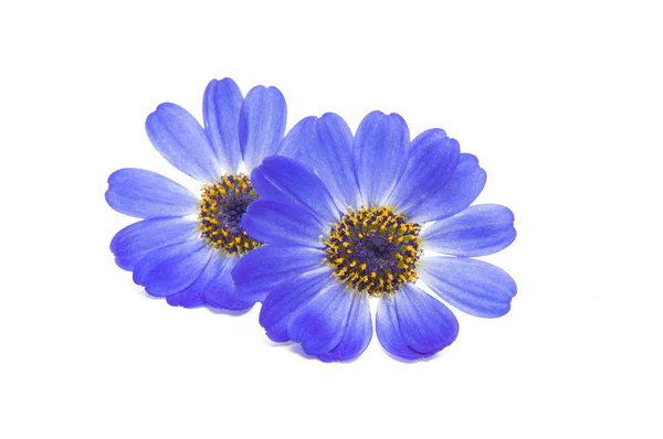 Blue Cineraria Isolated White Background — Stock Photo, Image