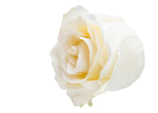 Rosa Branca Isolado Fundo Branco — Fotografia de Stock