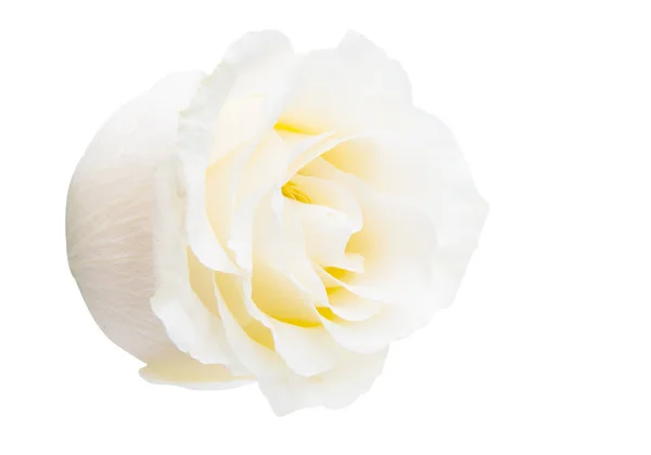 Biała Róża Izolowana Białym Tle — Zdjęcie stockowe