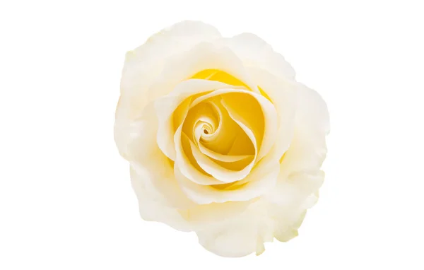 White Rose Isolated White Background — Stock Photo, Image