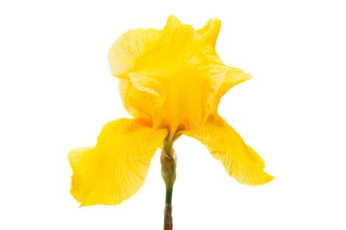 Beyaz arka plan üzerinde izole sarı iris