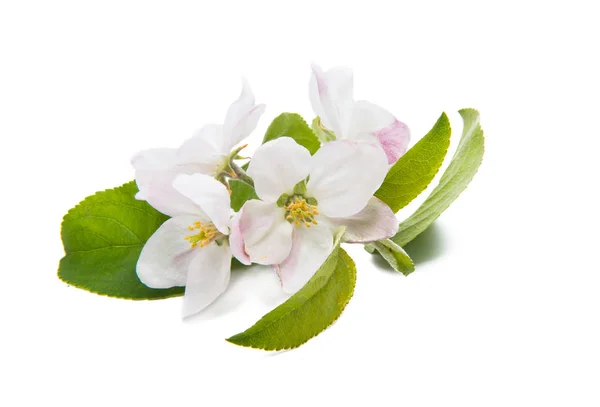 Jablečný Květ Bílém Pozadí — Stock fotografie