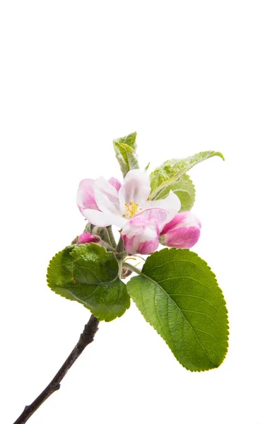 Flor Manzana Sobre Fondo Blanco — Foto de Stock