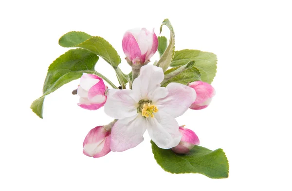 Яблучна Квітка Білому Тлі — стокове фото