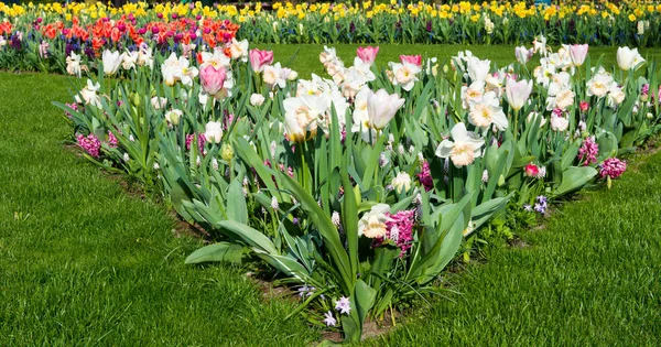 Цветы Тюльпаны Парке Начале Весны — стоковое фото