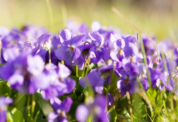 Flores Violetas Florescendo Prado Primavera — Fotografia de Stock