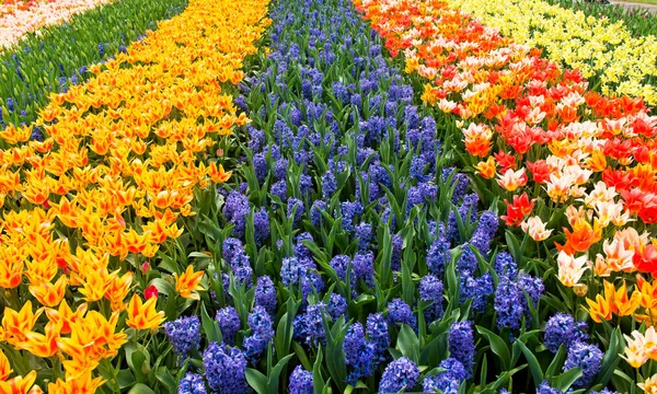 Tulipani Fiori Nel Parco All Inizio Della Primavera — Foto Stock