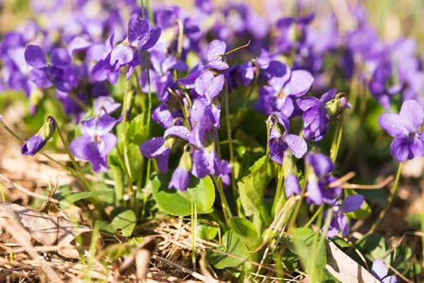 Viooltjes Bloemen Bloeien Lente Weide — Stockfoto