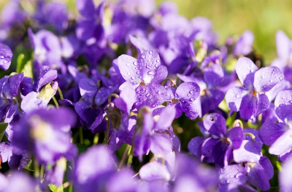 Fleurs Violettes Fleurissant Dans Prairie Printemps — Photo