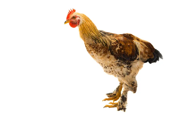 Huhn Isoliert Auf Weißem Hintergrund — Stockfoto