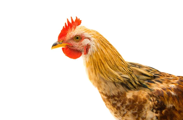 Huhn Isoliert Auf Weißem Hintergrund — Stockfoto