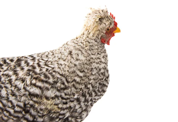 Poulet Isolé Sur Fond Blanc — Photo