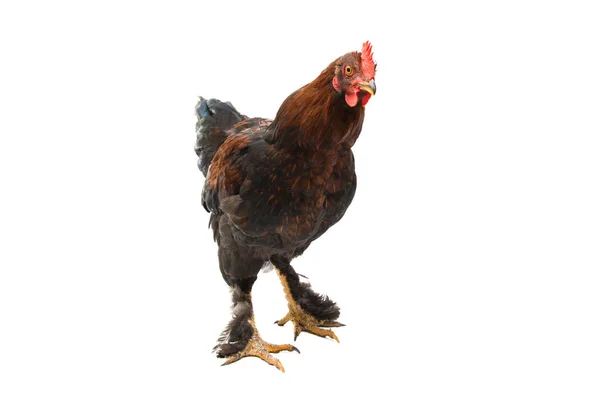 Kyckling Isolerad Vit Bakgrund — Stockfoto
