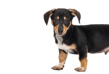 Dachshund köpeği beyaz arkaplanda izole edildi