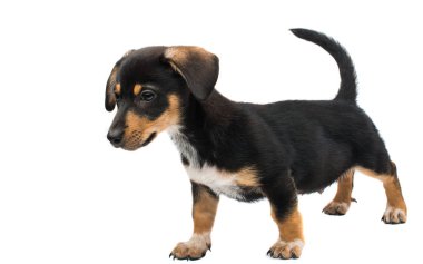 Dachshund köpeği beyaz arkaplanda izole edildi