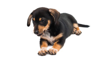 Dachshund köpeği beyaz arkaplanda izole edildi