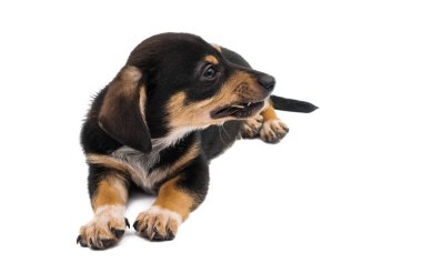 Dachshund köpeği beyaz arkaplanda izole edildi