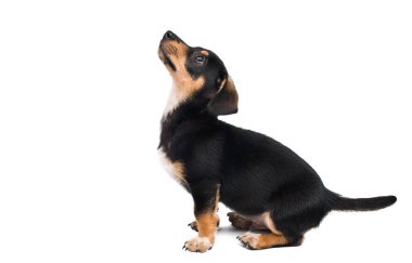 Dachshund köpeği beyaz arkaplanda izole edildi