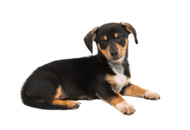 Dachshund köpeği beyaz arkaplanda izole edildi