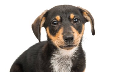 Dachshund köpeği beyaz arkaplanda izole edildi