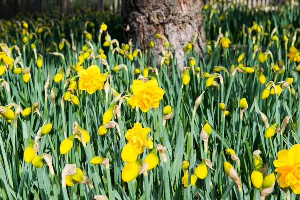 Canteiro Flores Com Narcisos Parque Primavera — Fotografia de Stock