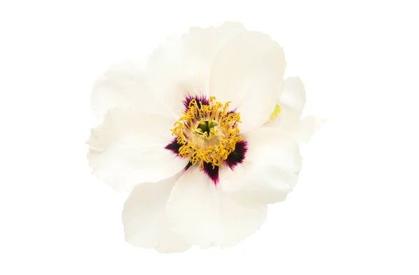 Piwonia Kwiat Izolowane Białym Tle — Zdjęcie stockowe