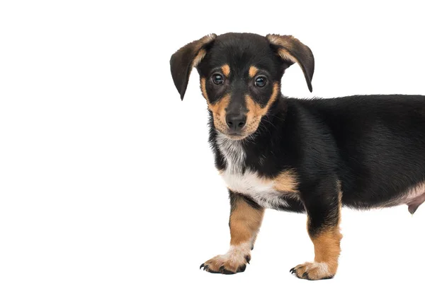 Perro Salchicha Aislado Sobre Fondo Blanco — Foto de Stock