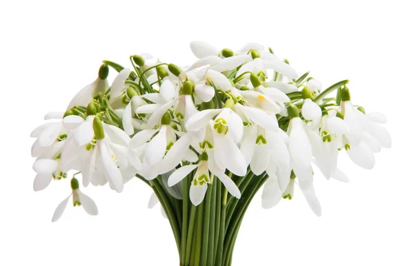 Bouquet Snowdrops Isolated White Background — Stock Photo, Image