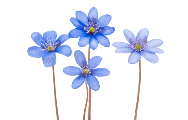 Hepatica Nobilis Λευκό Φόντο — Φωτογραφία Αρχείου